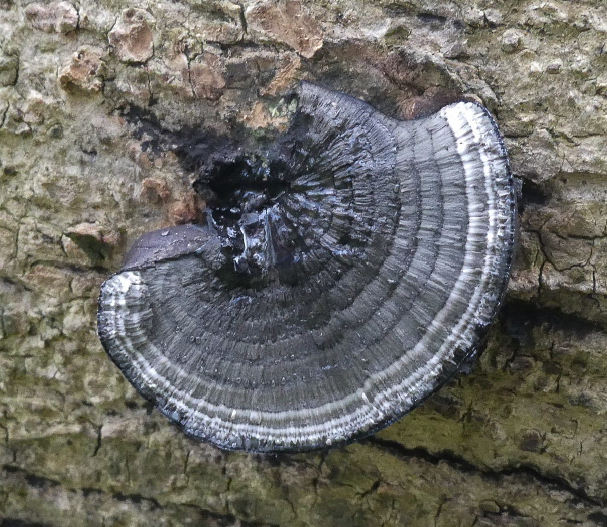 Photo by Jim Wills Daldinia concentrica by Jim Wills